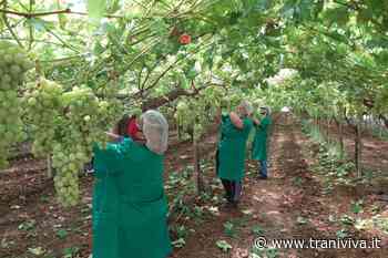 Dalla discriminazione di genere alla commercializzazione dei prodotti agricoli ed agroalimentari - TraniViva