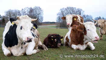 Warum jetzt auch Eier, Milch und Fleisch teurer werden