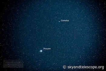 Meet Procyon, Orion’s Littler Dog