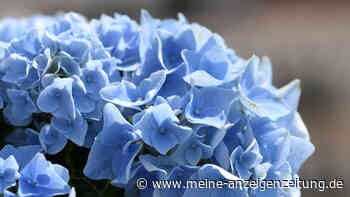 Beliebte Ziersträucher: So pflegen Sie Hortensien richtig