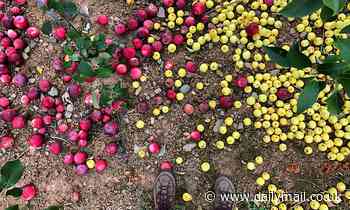 Modern apples are bigger, less acidic, and store better than their wild ancestors, study finds 