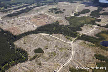 Scientists Urge Canada to End Primary Forest Logging - NRDC (Natural Resources Defense Council)