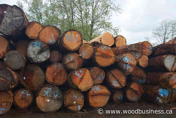 Taan passes forestry audit on Haida Gwaii: BC Forest Practices Board - Wood Business - Canadian Forest Industries