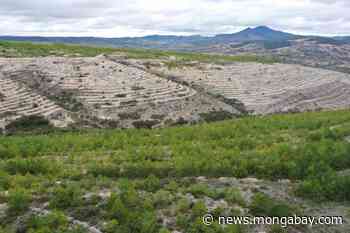 Indigenous communities transform a Mexican desert landscape into forest - Mongabay.com