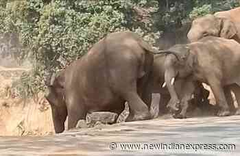 Facilitate animal movement, forest dept tells NHAI - The New Indian Express