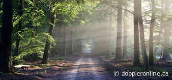 Celebrate sustainable forest management this International Day of Forests: MWC - Huntsville Doppler - Huntsville Doppler