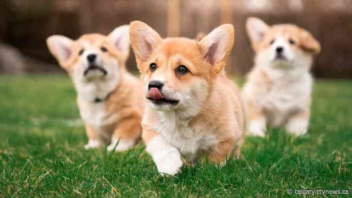 How to avoid being scammed when purchasing a new pooch