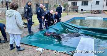 First Responders Rescue Horse After It Jumps Fence, Falls Into Pool and Gets Caught in Pool Cover