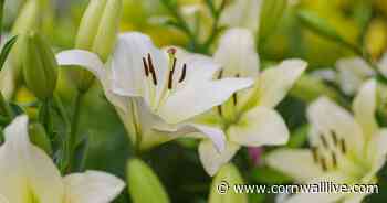 No explanation for death of fit and healthy wife and mum - Cornwall Live