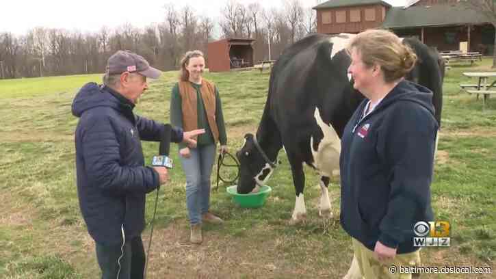 Where’s Marty? Learning How To Milk A Cow At Broom’s Bloom Dairy