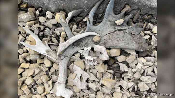 Moose antlers on the loose: Hikers put call out for missing animal shed