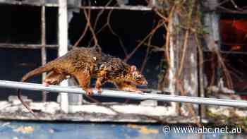 There's a reason bags suddenly appear on Queensland power poles. And it's a bit gruesome