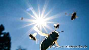 Kommunen - Heidelberg - Modellprojekt für Insekten-Paradiese auf Friedhöfen - Politik - Süddeutsche Zeitung - SZ.de