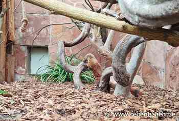 Heidelberg: Frühlingsgefühle im Zoo - Regenbogen