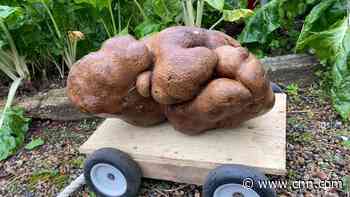 Dug, 'the world's largest potato,' revealed to not be a potato