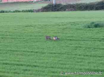 Termoli: Cerbiatti vicino all'ex fornace - Termoli Online