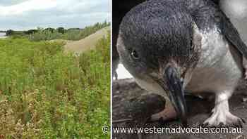 Penguins find new ally in French fungus - Western Advocate