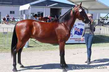 Downbytheseaside colt tops Bathurst sale - Harnesslink