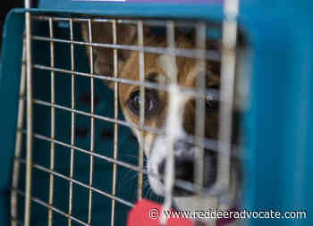 More dog are being surrendered to Central Alberta Humane Society – Red Deer Advocate - Red Deer Advocate