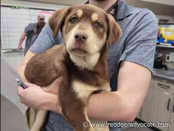 Saving Grace Animal Society holding fundraising telethon Saturday - Red Deer Advocate