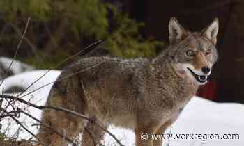 Wild neighbours? Markham hosts info session on coexisting with coyotes - yorkregion.com