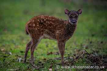 Highly endangered species of deer born at Chester Zoo - St Helens Star