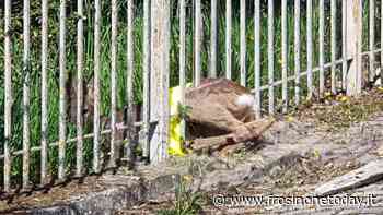 Colleferro, capriolo incastrato nella recinzione di un giardinetto. Messo in salvo - FrosinoneToday