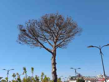 Il pino morto sul lungomare di Olbia diventerà un'opera d'arte - Gallura Oggi