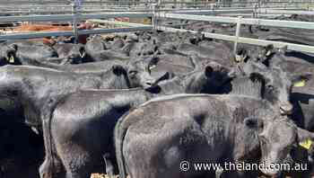 Dunedoo Angus steers to $2300, cows with calves hit $4950 - The Land Newspaper