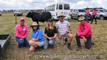 Te Mania Angus bulls hit six figures twice - Queensland Country Life