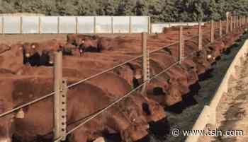 HanSine Angus: Being the best, buying the best | TSLN.com - Tri-State Livestock News