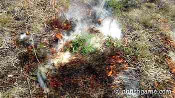 Prescribed Burn Planned for Concord Airport Area to Improve Wildlife Habitat - NH Fish and Game Department