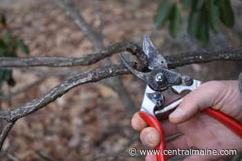 Maine Gardener: Snow-schmo, it's time to prune trees - Kennebec Journal and Morning Sentinel