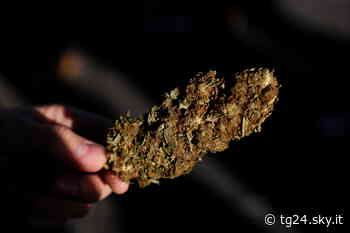 Alba, nascondeva un chilo di marijuana sotto il letto: un arresto - Sky Tg24