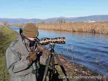 Censimento degli uccelli acquatici svernanti: il Padule di Fucecchio supera ancora le 13000 presenze - valdinievoleoggi.it