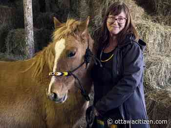 Cedar tea and rare Spirit ponies at Indigenous festival Sìgwan - Ottawa Citizen