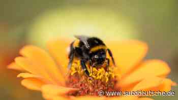 Mitten in Dachau: Die Hummelhotline ist wieder errreichbar - Süddeutsche Zeitung - SZ.de