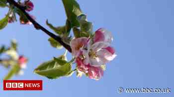 Orchards vanishing from the landscape, says National Trust