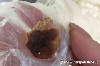 Polpette avvelenate, cani a rischio: nuovo caso a Samarate. Allarme social - malpensa24.it