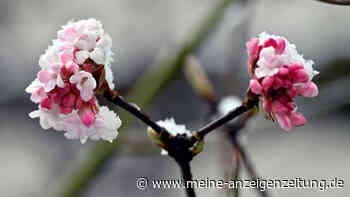 Wetter-Experte rechnet mit „heftigem“ Temperatursturz: Schnee im April?