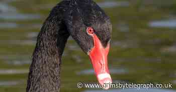 The beautiful black swan that has become an attraction in Cleethorpes - Grimsby Live