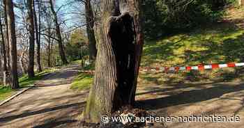 Zwei Fälle in kurzer Zeit: Unbekannte setzen Bäume im Stadtgarten in Brand