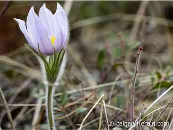 Spring has sprung, now just waiting for the blooms as proof - Calgary Herald