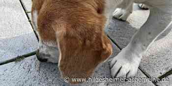 Hildesheim: Verdächtige Brotstücke am Waldrand ausgelegt - www.hildesheimer-allgemeine.de