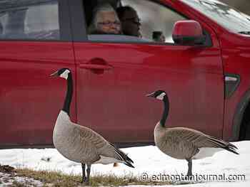 Edmonton weather: A chance of rain with gusts of wind and maybe snow?