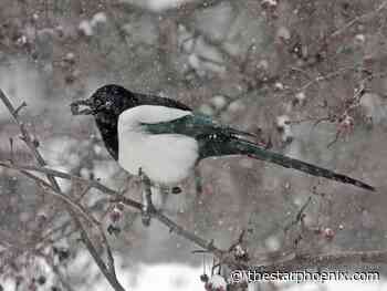 Nature Notes: Magpies roost at Sutherland Beach in Saskatoon