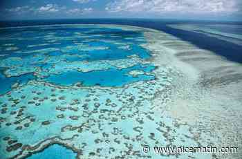 Les nanoplastiques sont une réelle menace pour les coraux, selon une étude du Centre scientifique de Monaco