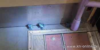 Kuriose Passagiere: 18 blaue Frösche fahren in Bonn Straßenbahn