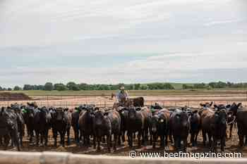 Certified Angus Beef premiums reach record $182 million