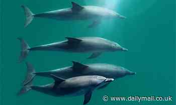 Dolphins whistle to each other as part of male bonding ritual
